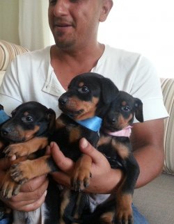 Doberman Yavruları