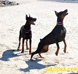 Doberman Yavruları 4