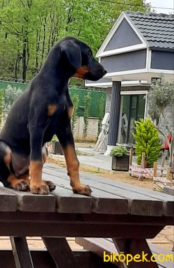 DOBERMAN YAVRULARI 2