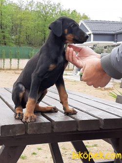 DOBERMAN YAVRULARI 5