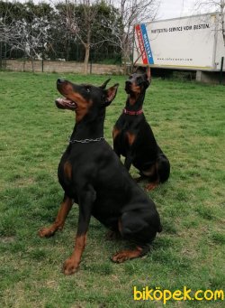 DOBERMAN YAVRULARI 1