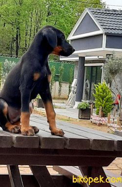 DOBERMAN YAVRULARI 3