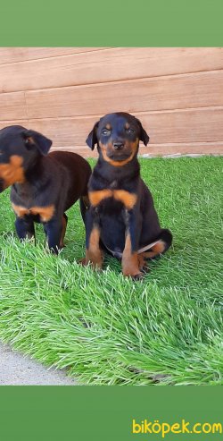 DOBERMAN YAVRULARI 4