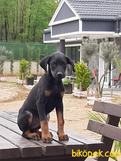 DOBERMAN YAVRULARI 2