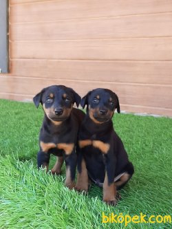 DOBERMAN YAVRULARI 1