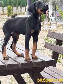 DOBERMAN YAVRULARI 2