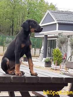 DOBERMAN YAVRULARI 4