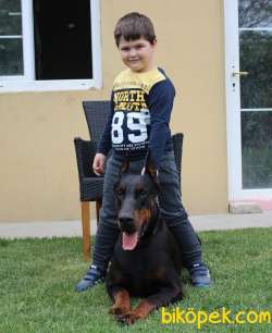 DOBERMAN YAVRULARI 2