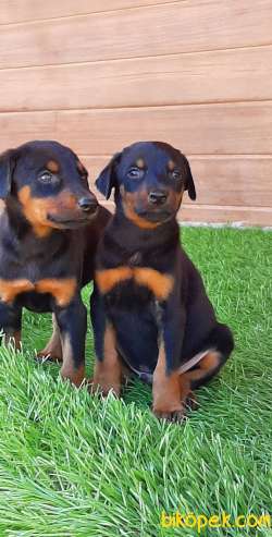 DOBERMAN YAVRULARI 4