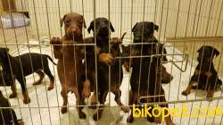 Doberman Yavruları 1