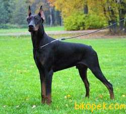 DOBERMAN YAVRULARI 4
