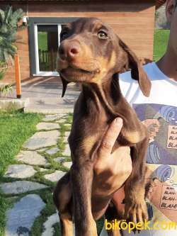 DOBERMAN YAVRULARI 2