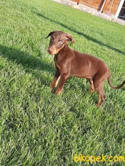 DOBERMAN YAVRULARI 4