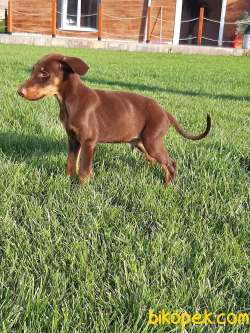 DOBERMAN YAVRULARI 5
