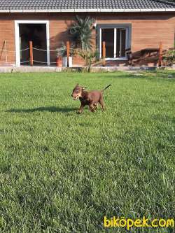 DOBERMAN YAVRULARI 3
