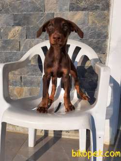 DOBERMAN YAVRULARI 1