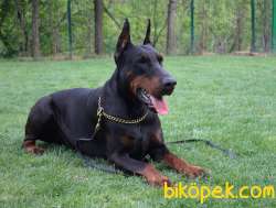 Doberman Yavruları