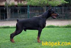 Doberman Yavruları 4