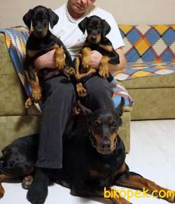 Doberman Yavruları 4