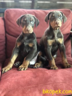 DOBERMAN YAVRULARIMIZ 1