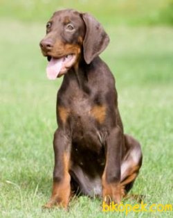 DOBERMAN YAVRULARIMIZ 2