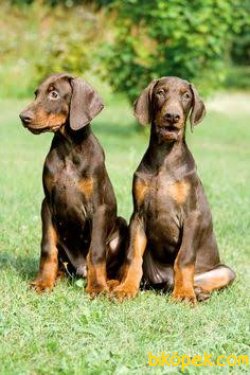 DOBERMAN YAVRULARIMIZ 1
