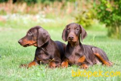DOBERMAN YAVRULARIMIZ 3