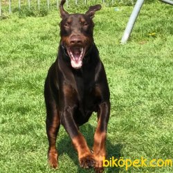 Doberman Yavrularımız 4