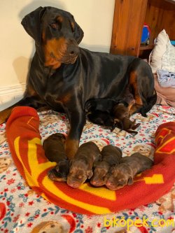 Doberman Yavrularımız 2