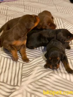 Doberman Yavrularımız 1