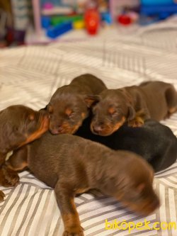 Doberman Yavrularımız 5