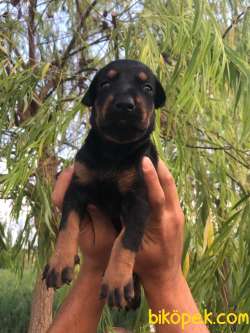 Doberman Yavrularimiz 1