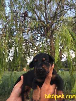 Doberman Yavrularimiz 3