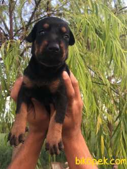 Doberman Yavrularimiz 2