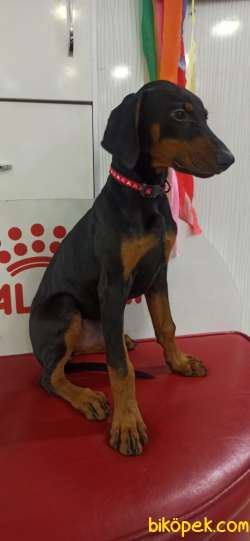 DOBERMAN YAVRUMUZ 3