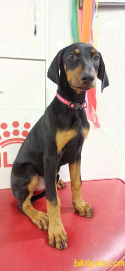 DOBERMAN YAVRUMUZ 5