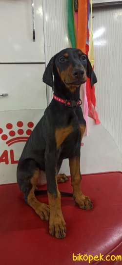 DOBERMAN YAVRUMUZ 4