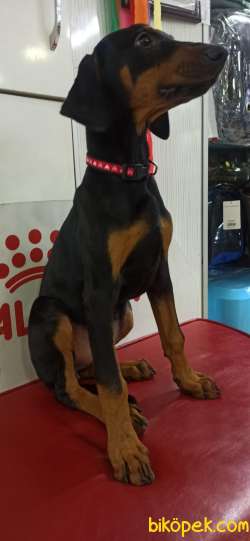 DOBERMAN YAVRUMUZ 2