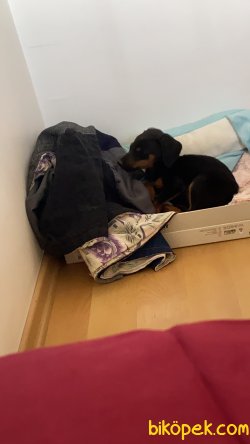 Doberman Yavrumuza Yuva 4