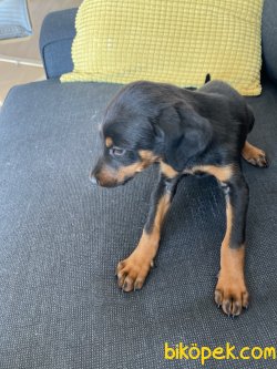 Doberman Yavrumuza Yuva 5