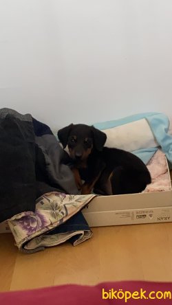 Doberman Yavrumuza Yuva 2