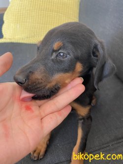 Doberman Yavrumuza Yuva 3