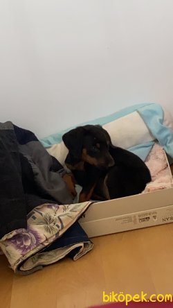 Doberman Yavrumuza Yuva 1