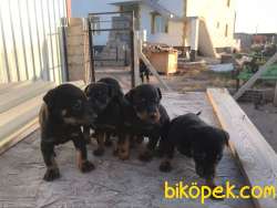 Doberman Yavrusu 3