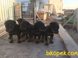 Doberman Yavrusu 2