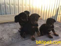 Doberman Yavrusu 1