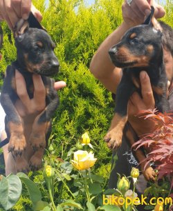 Doberman Yavrusu Uzman Çiftlikten Alınır 3