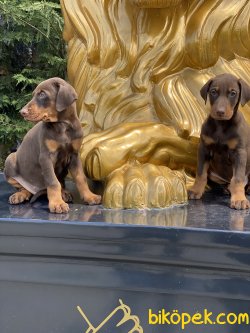 Dobermann Yavrularımız  A Kalite Chocolate And Tan 4