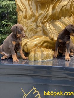 Dobermann Yavrularımız Orjinal Kaliteli 2