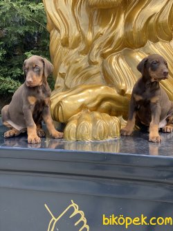 Dobermann Yavrularımız Orjinal Kaliteli 3